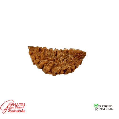 1 Mukhi Rudraksha — view 2