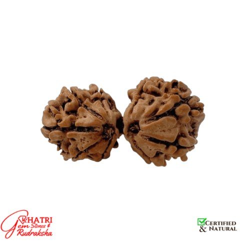 Gauri Shankar Rudraksha