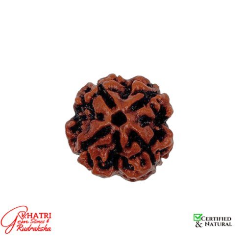 4 Mukhi Rudraksha