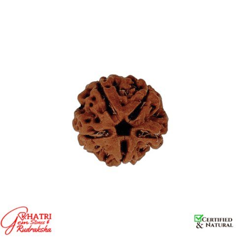 5 Mukhi Rudraksha
