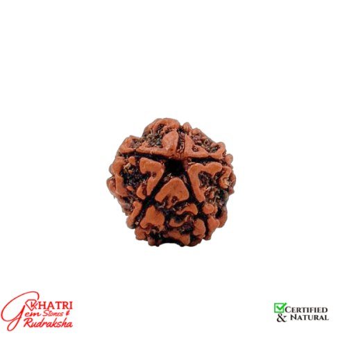 5 Mukhi Rudraksha — view 2