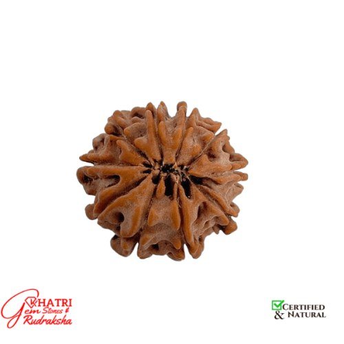 10 Mukhi Rudraksha — view 2