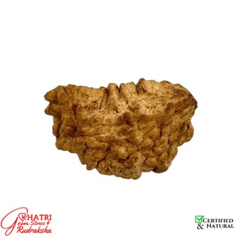 1 Mukhi Rudraksha — view 2