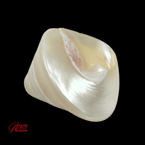 MOTI SHANKHA (MEDIUM) — view 2
