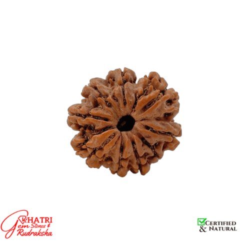 9 Mukhi Rudraksha — view 2