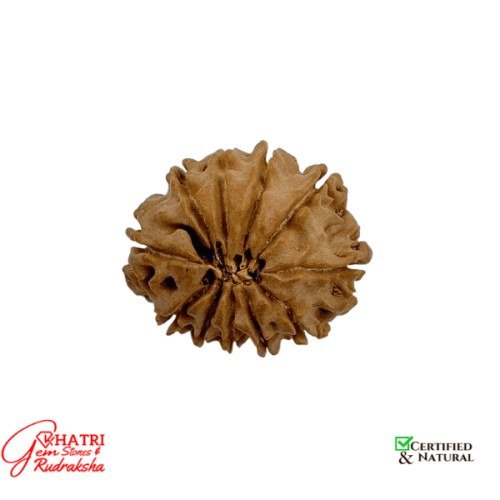 11 Mukhi Rudraksha — view 2