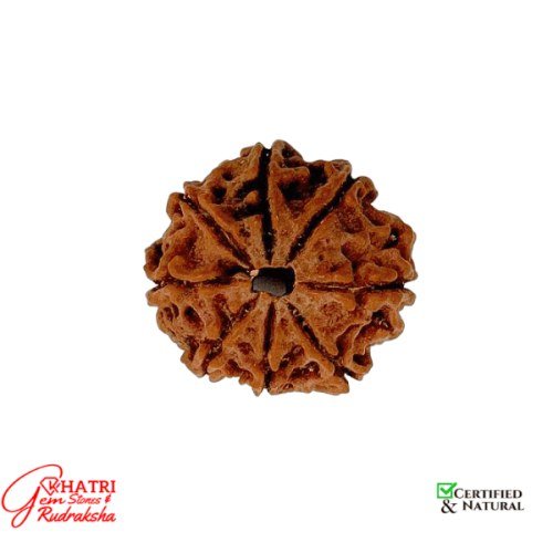 8 Mukhi Rudraksha