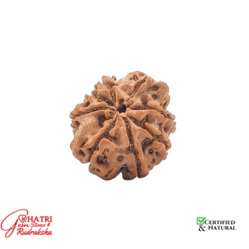 7 Mukhi Rudraksha — view 2