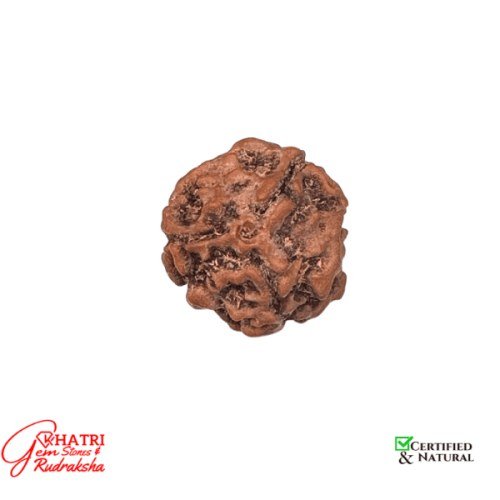 3 Mukhi RUdraksha — view 2