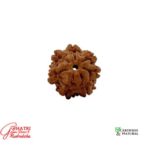 7 Mukhi Rudraksha — view 2