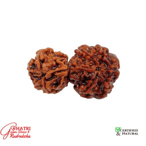 Gauri Shankar Rudraksha — view 2