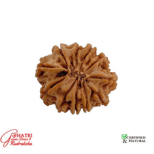 11 Mukhi Rudraksha — view 2