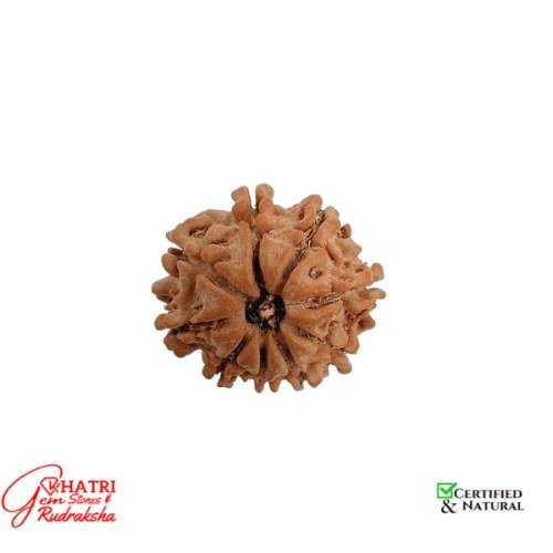 9 Mukhi Rudraksha