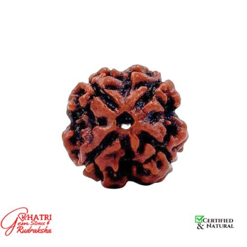 4 Mukhi Rudraksha — view 2