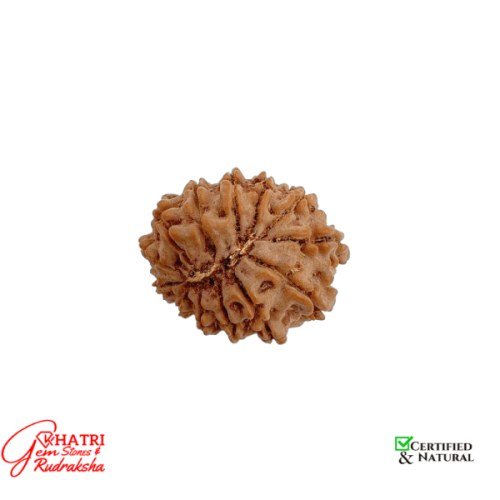 12 Mukhi Rudraksha — view 2