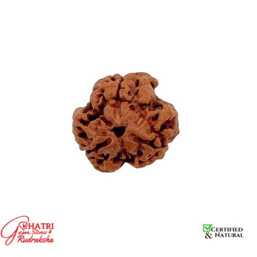 3 Mukhi Rudraksha