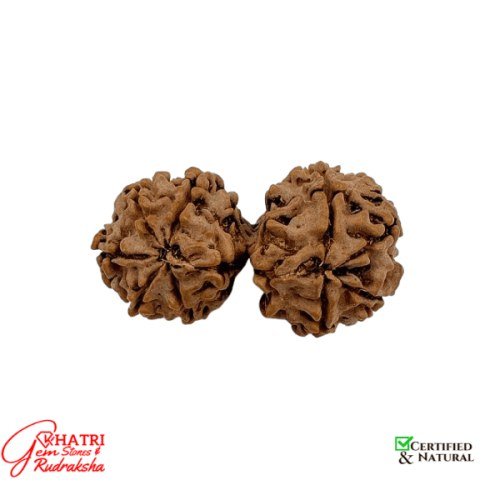Gauri Shankar Rudraksha — view 2