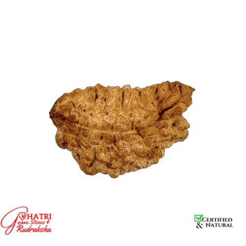 1 Mukhi Rudraksha