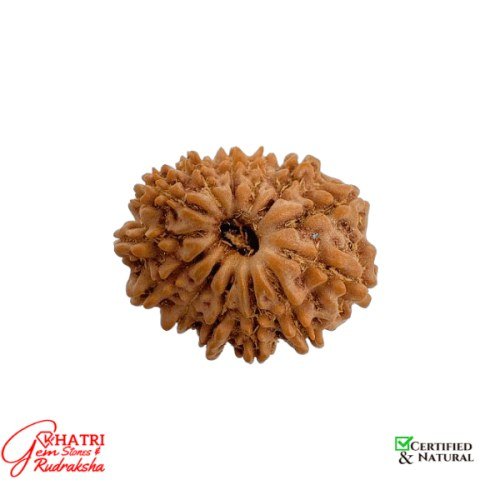 12 Mukhi Rudraksha