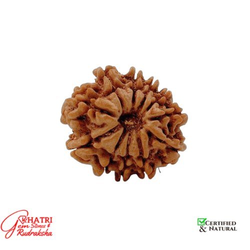 11 Mukhi Rudraksha