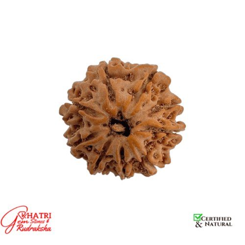 9 Mukhi Rudraksha — view 2