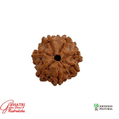 7 Mukhi Rudraksha