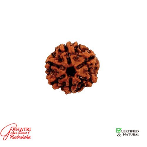 6 Mukhi Rudraksha