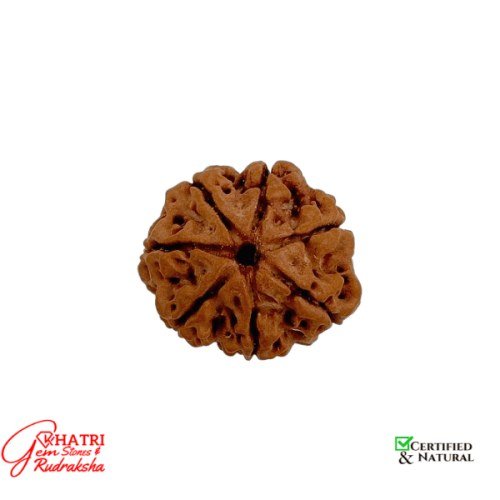 7 Mukhi Rudraksha