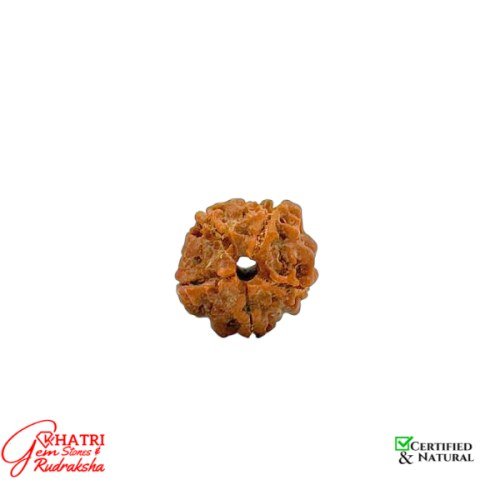 5 Mukhi Rudraksha — view 2