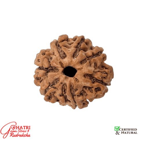 7 Mukhi Rudraksha