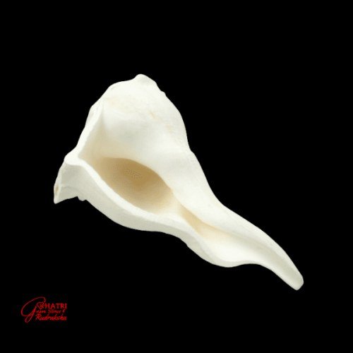DAKSHINAVARTI SHANKHA (MEDIUM) — view 2