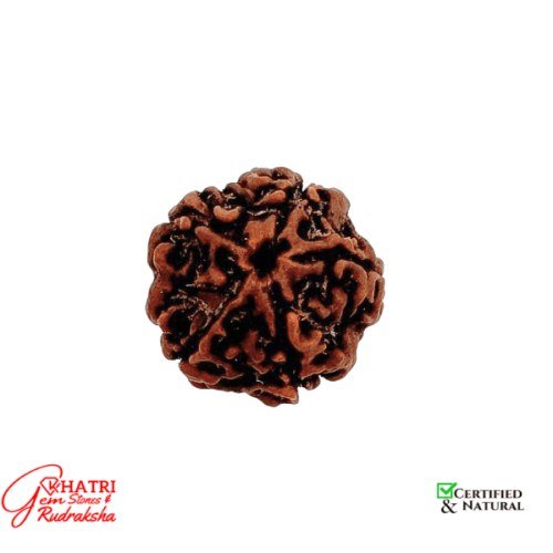 5 Mukhi Rudraksha — view 2