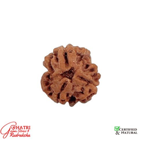 3 Mukhi Rudraksha