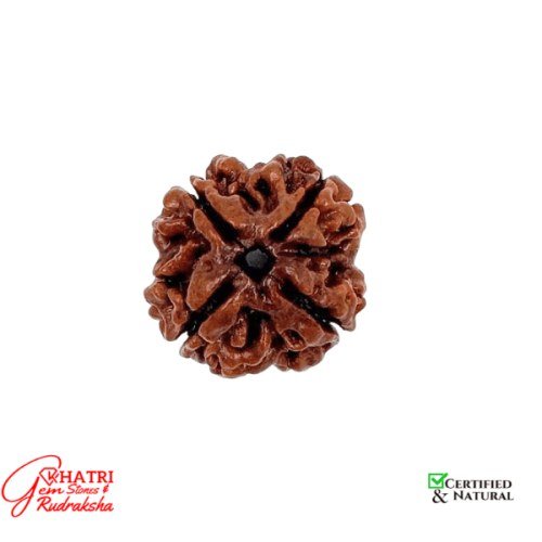 4 Mukhi Rudraksha