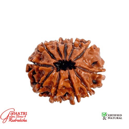 10 Mukhi Rudraksha — view 2