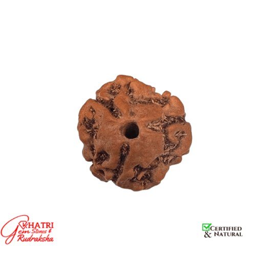 3 Mukhi RUdraksha