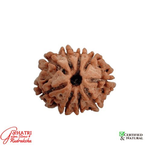 9 Mukhi Rudraksha