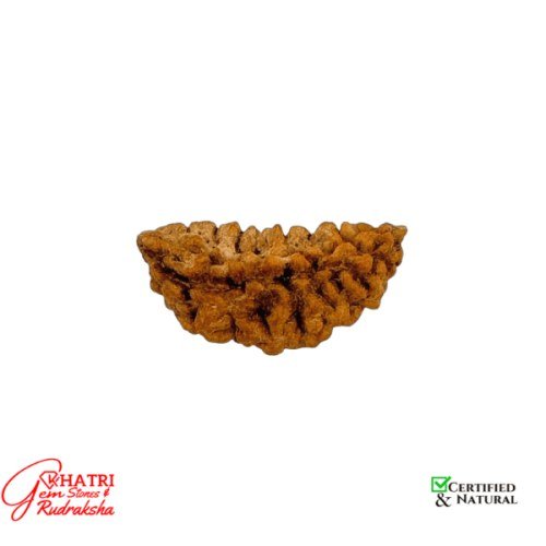 1 Mukhi Rudraksha