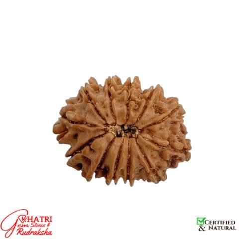 12 Mukhi Rudraksha — view 2