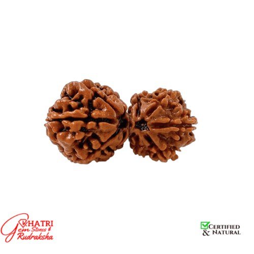Gauri Shankar Rudraksha — view 1