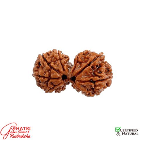Gauri Shankar Rudraksha