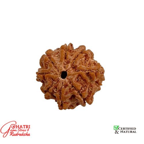 8 Mukhi Rudraksha