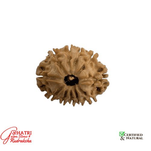 11 Mukhi Rudraksha