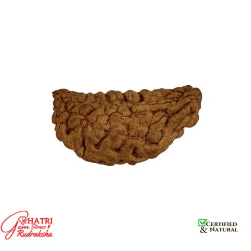 1 Mukhi Rudraksha — view 2