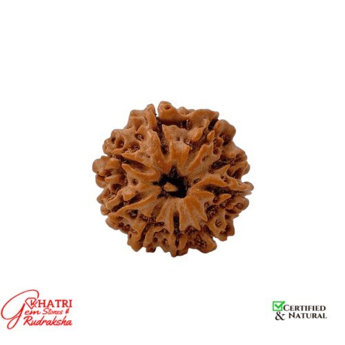 9 Mukhi Rudraksha