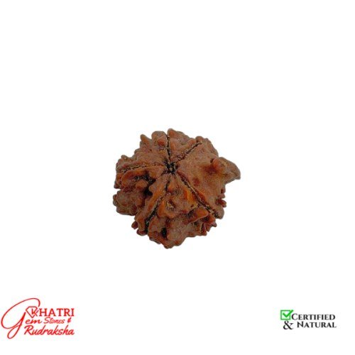 Shri Ganesh Rudraksha