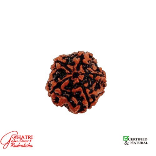 5 Mukhi Rudraksha
