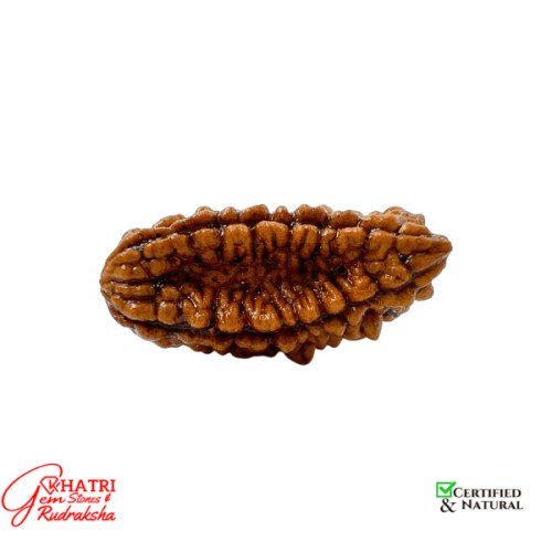 2 Mukhi Rudraksha — view 2