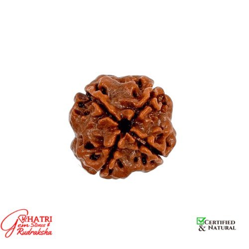 4 Mukhi Rudraksha