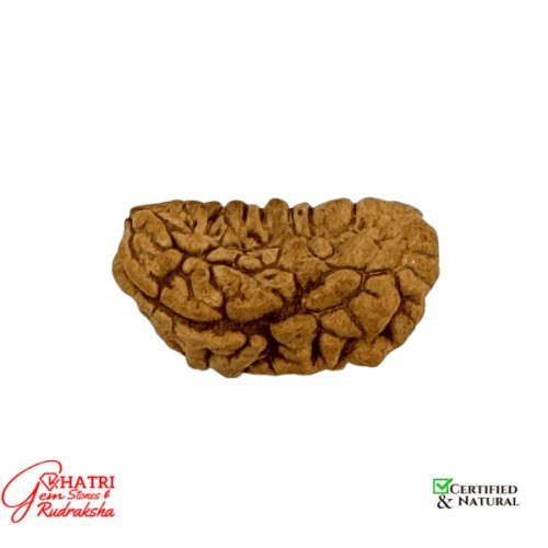 1 Mukhi Rudraksha — view 2